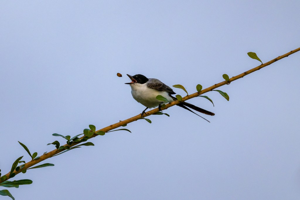 Fork-tiled Flycatcher