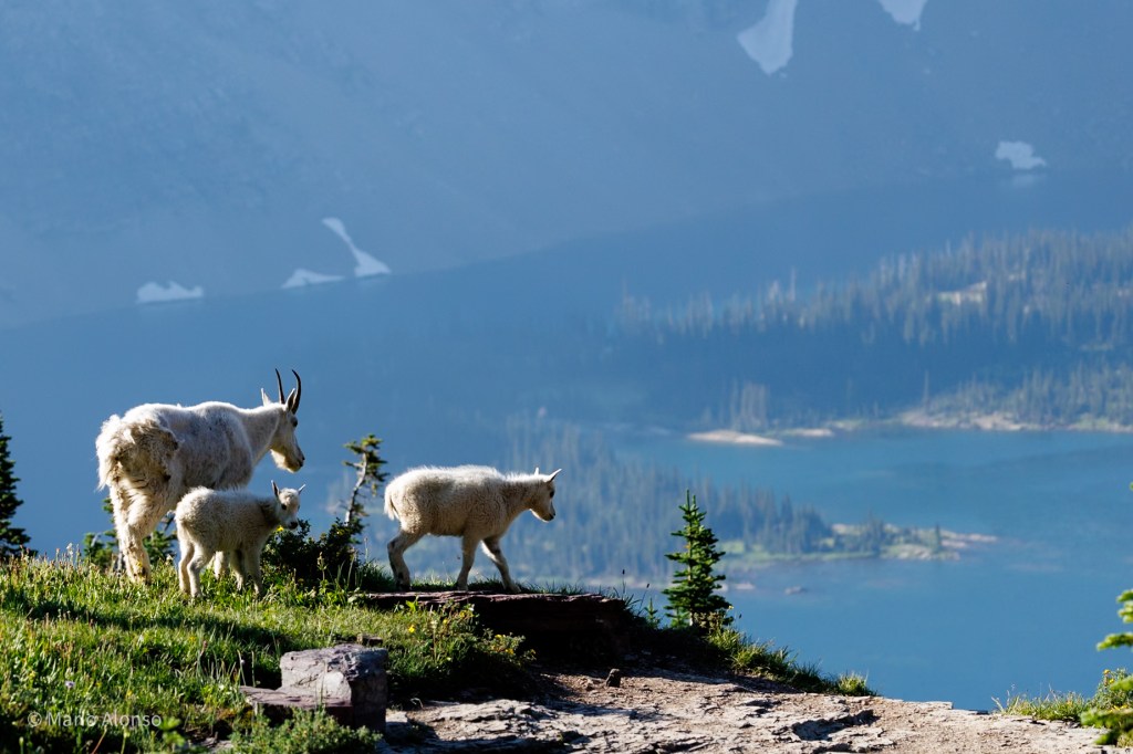 02 Glacier National Park: Fish Creek&nbsp;Campground